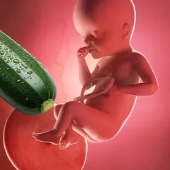 Feto di 25 settimane di gravidanza, circa 6 mesi, accanto a una zucchina.