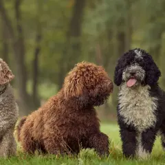 Tres perros de agua con un corte de pelo rizado y esponjoso posan en un prado verde.