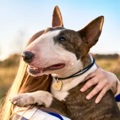 Bull terrier, pies o groźnym wyglądzie, przytula się do swojej pani.