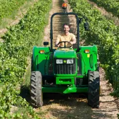 Kiedy zrywać winogron na wino, aby uniknąć złej jakości trunku?