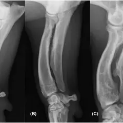 Radiografías de la deformación de patas delanteras de perros, mostrando la progresión de la condición en tres etapas (A, B, C).