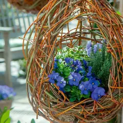 Eine selbstgemachte blumenampel aus Weidenzweigen, gefüllt mit blauen Stiefmütterchen und Kräutern.
