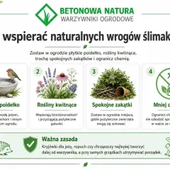 Jak wspierać naturalnych wrogów ślimaków? Płytkie poidełko, rośliny kwitnące, spokojne zakątki i mniej chemii pomogą w walce ze ślimakami.