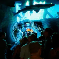 Odkryj tajemnice Dubai Oceanarium – niezapomniane wrażenia i atrakcje