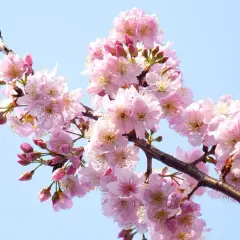 Ramo di ciliegio in fiore, con petali rosa delicati e boccioli che promettono una nuova stagione. L'innesto ciliegio è un'arte che porta bellezza.