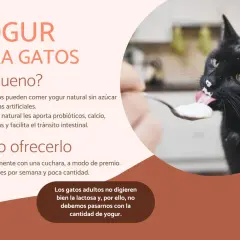 Un gato negro disfruta de yogur natural de una cuchara. Los gatos pueden comer yogur sin azúcar, es bueno para ellos.