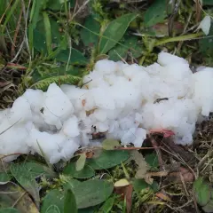 Biała, galaretowata masa śluzowców wśród zielonej roślinności.