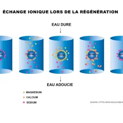 Illustration de l'échange ionique dans un adoucisseur. La résine capture le calcium et le magnésium de l'eau dure, puis est régénérée avec du sodium. La durée de vie de la résine adoucisseur dépend de ce cycle.