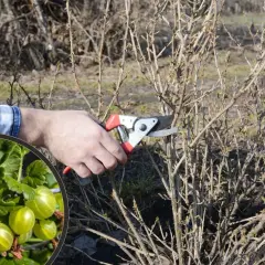 Przycinanie agrestu na pniu. W okręgu zielone agresty, obok ręka z sekatorami przy krzewie.