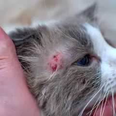 Gros plan sur la tête d'un chat tenu par des mains humaines, révélant une plaque rouge sur son pelage.