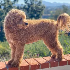 Uroczy, rudy cavapoo na ceglanym murku. Zastanawiasz się nad cavapoo cena?