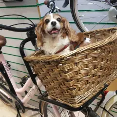 Uroczy piesek w wiklinowym koszyku na rowerze. Idealny sposób, jak przewozić psa na rowerze, zapewniając mu komfort i bezpieczeństwo podczas wspólnych wycieczek.
