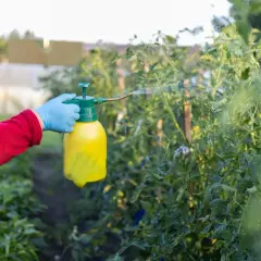 Ręka w niebieskiej rękawiczce trzyma żółty opryskiwacz, wykonując oprysk z pokrzywy na pomidory w ogrodzie.