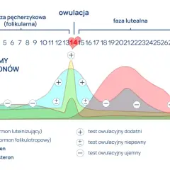 Wykres cyklu menstruacyjnego: poziomy hormonów, w tym progesteronu, zmieniają się w fazie pęcherzykowej i lutealnej, z owulacją około 14. dnia.