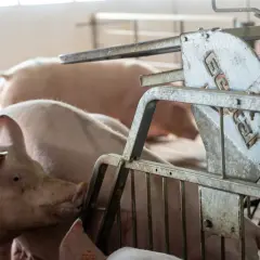 Plusieurs cochons roses dans un enclos, certains en gestation, près d'un distributeur d'aliments métallique.