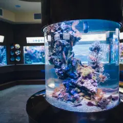 Ceny biletów do oceanarium w Gdańsku - różnice i zniżki dla rodzin
