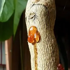 Gocce ambrate di resina, simili a gommosi del limone, colano dal tronco di un albero.