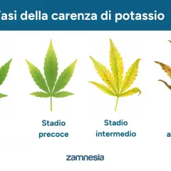 Fasi della carenza di potassio nelle piante: da foglia verde a ingiallimento e necrosi.