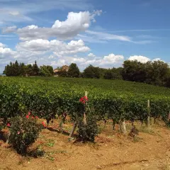 Winnica Biondi Santi w Toskanii, z rzędami winorośli i kwitnącymi krzewami róż.