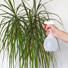 Eine Hand sprüht Wasser auf die langen, grünen Blätter einer Dracaena marginata.