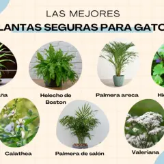 Plantas seguras para gatos: planta araña, helecho de Boston, palmera areca, hierba gatera, calathea, palmera de salón y valeriana. ¡Cuidado! el helecho es tóxico para los gatos.