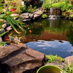Un étang de pêche paisible avec des carpes koï, une cascade et une végétation luxuriante. Le prix d'un étang de pêche comme celui-ci dépend de sa taille et de ses caractéristiques.