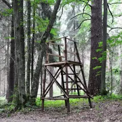 Drewniana ambona w lesie, miejsce obserwacji dla każdego, kto chce poczuć się jak myśliwy.