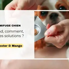 Une main tient une plaquette de vermifuge pour chien, prêt à administrer le traitement.