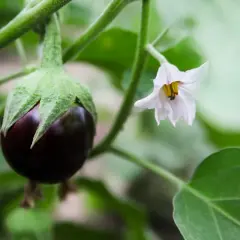 Piccolo frutto di melanzana viola con un fiore bianco accanto. Speriamo che gli afidi melanzane non attacchino presto.
