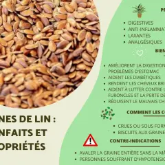 Graines de lin : une mine d'or pour la santé. Elles améliorent la digestion, aident les diabétiques et réduisent le mauvais cholestérol.