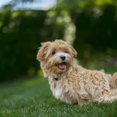 Ile kosztuje maltipoo z hodowli? Sprawdź ceny i uniknij pułapek