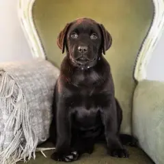 Jak wygląda szczeniak labradora? Rozpoznaj rasowego malucha!