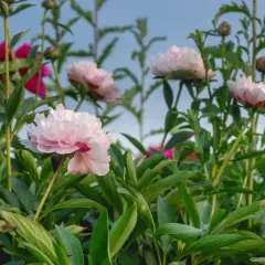 Pivoines roses et fuchsia épanouies, annonçant la belle saison. Leurs pétales délicats se déploient sous un ciel bleu clair.