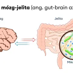 Oś mózg-jelita ilustruje połączenie między mózgiem a jelitami, gdzie mikrobiom jelitowy odgrywa rolę w rozwoju zespołu jelita drażliwego.