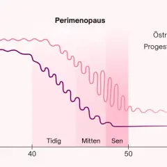 Graf över hormonförändringar under perimenopausen. Östrogen och progesteron sjunker gradvis, vilket kan leda till att man blev gravid i klimakteriet.