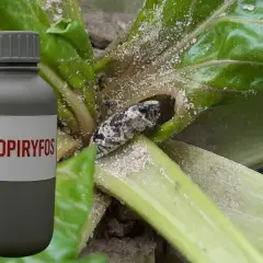 Butelka z napisem "CHLOROPIRYFOS" obok rośliny z owadem.