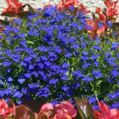 Blaue Lobelien und rote Begonien blühen üppig. Perfekt, welche Blumen im Juli pflanzen, um diesen Anblick zu genießen!