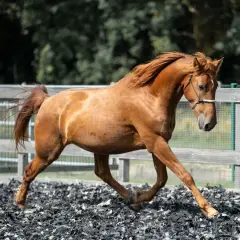 Rudy mustang horse w galopie na piaszczystym wybiegu, z grzywą rozwianą na wietrze.
