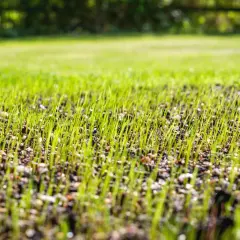 Ile po nawozie można siać trawę? Kluczowe wskazówki dla ogrodników