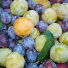 Un panier débordant de différents types de pruniers : des bleues foncées, des jaunes dorées et des vertes pâles, avec quelques pêches rouges.