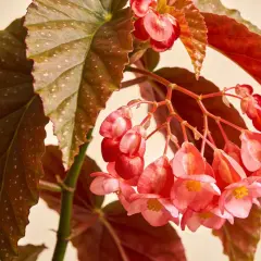 Gros plan sur un begonia d'intérieur aux feuilles marron mouchetées et aux grappes de fleurs roses délicates.