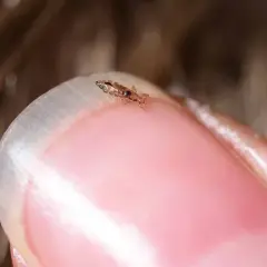 Un pidocchio, un fastidioso ospite per i bambini, si muove su un'unghia.