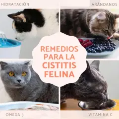 Gatos bebiendo de una fuente, comiendo arándanos, omega 3 y vitamina C. Remedios para la cistitis felina.