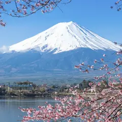 Co może rosnąć w japońskich górach? Odkryj niezwykłą florę Japonii