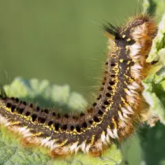 Eine behaarte Raupe mit gelben und schwarzen Flecken frisst an einem grünen Blatt. Hilfreich für das Bestimmen von Raupen.