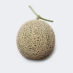 Un melon Yubari King, le fruit le plus cher du monde, avec sa peau finement texturée et sa tige verte, sur fond blanc.