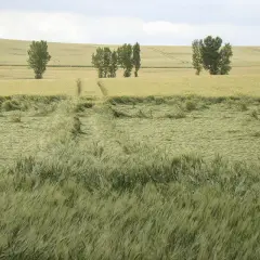 Champ de blé verdoyant, traversé par un chemin. La tige de verse, signe d'un vent fort, a couché une partie des épis.