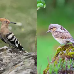 Ein Wiedehopf mit seiner charakteristischen Haube sitzt auf einem Stein. Daneben ein anderer Vogel, der sich tarnt.