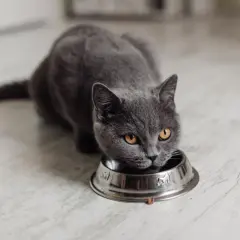 Graue Katze frisst aus Napf. Vielleicht ist das selbstgemachtes Katzenfutter, das sie so genießt.