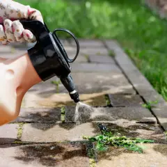 Rękawiczka w kwiatki trzyma opryskiwacz, którym aplikuje sól na chwasty w kostce brukowej.